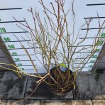 Čučoriedka kanadská (Vaccinium corymbosum) - čučoriedkové KVARTETO 4v1, výška 80-130 cm, kont.C20L 